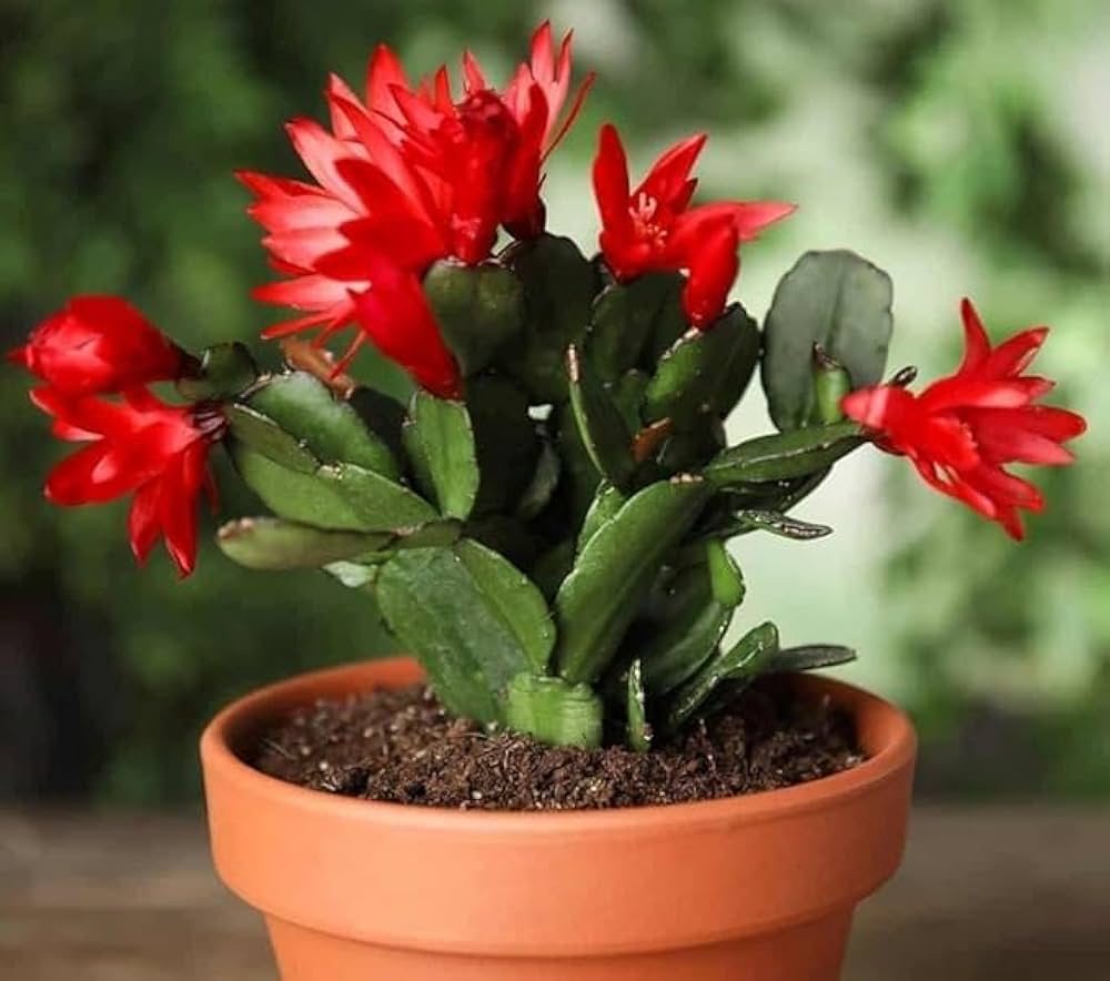 Red Zygocactus flower seeds
