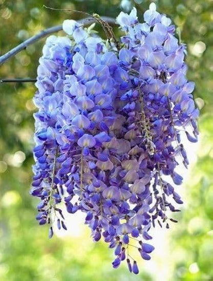 Wisteria Flower Seeds for Planting – Heirloom Flowering Vine Seeds