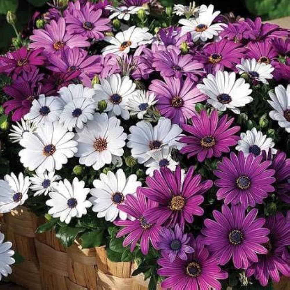 Osteospermum flower seeds