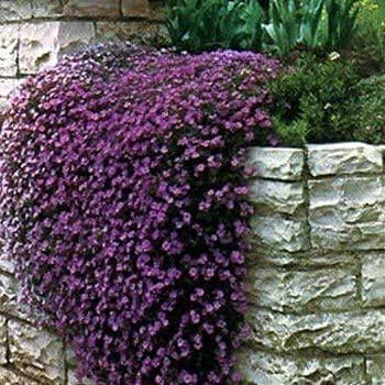 Rock Cress flower seeds