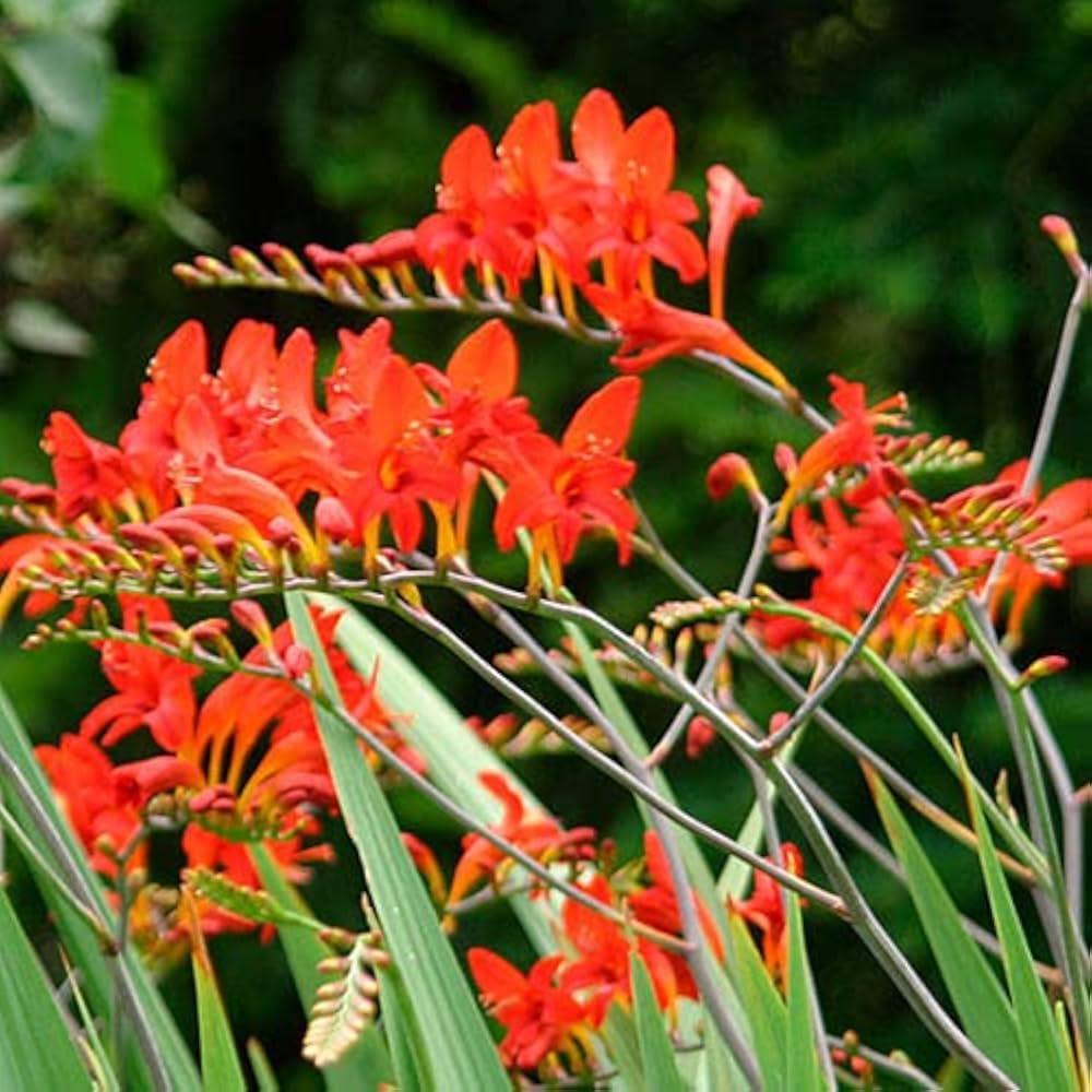 Bressingham flower seeds