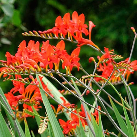 Bressingham flower seeds