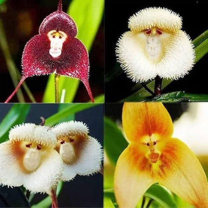 Monkey Face flower seeds