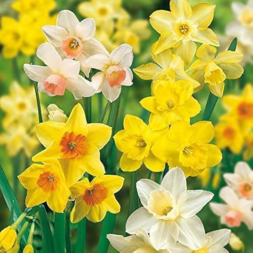 Light Yellow flower seeds
