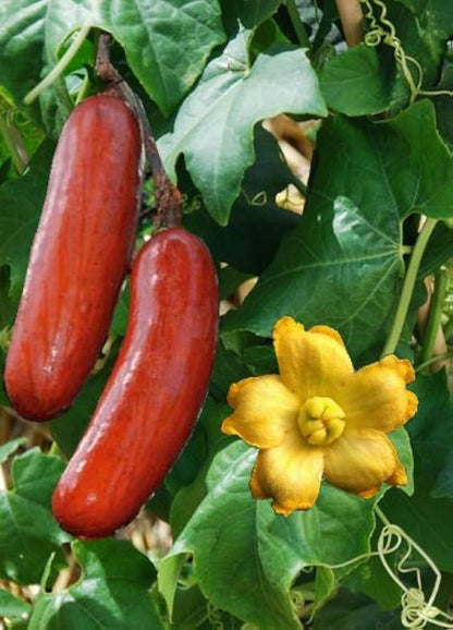 Cassabanana Seeds for Planting – Sicana odorifera Heirloom Garden Seeds