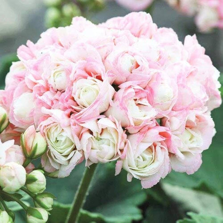 Geranium Apple flower seeds