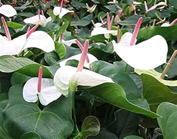 White Anthurium flower seeds