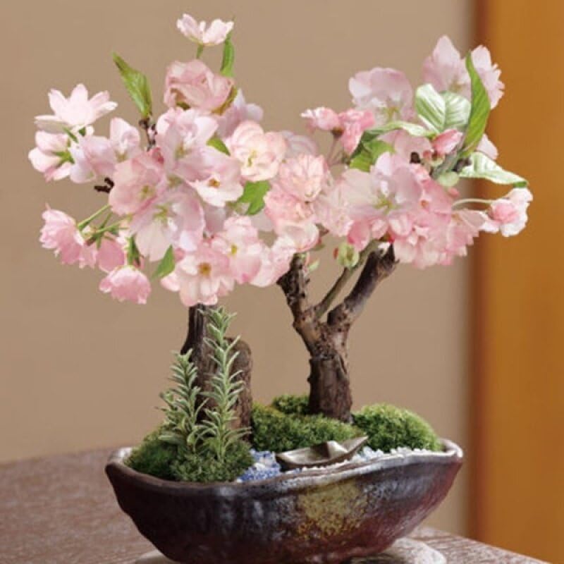 Pink White flower seeds