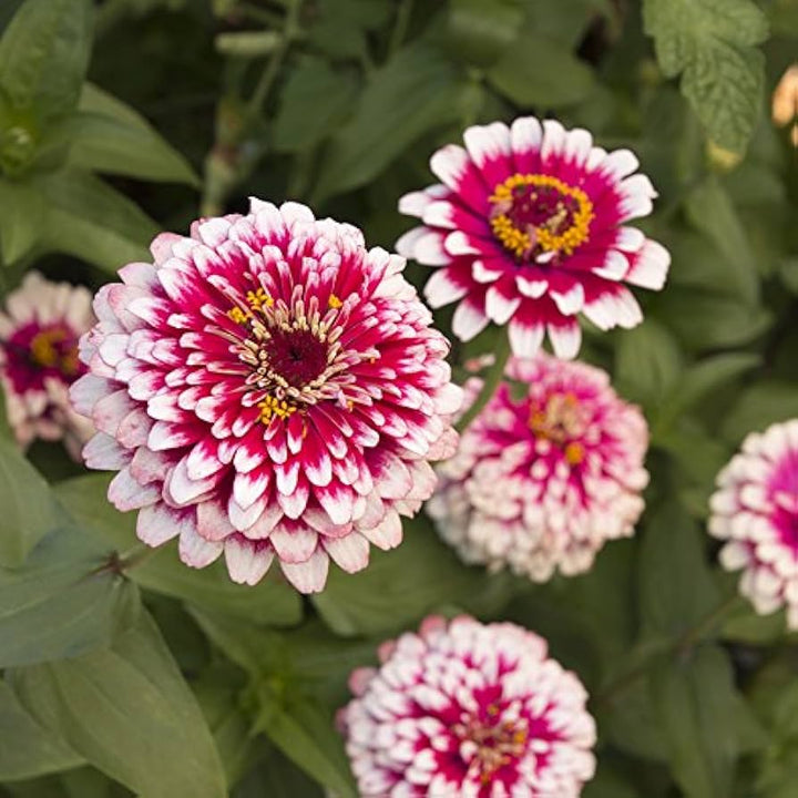 White Pink flower seeds