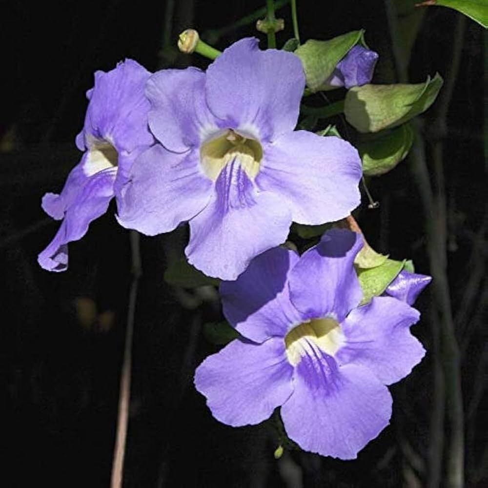 Thunbergia Grandiflora flower seeds