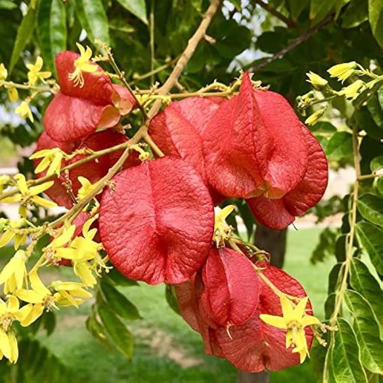 Red Koelreuteria flower seeds