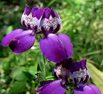 Purple Heterophylla flower seeds