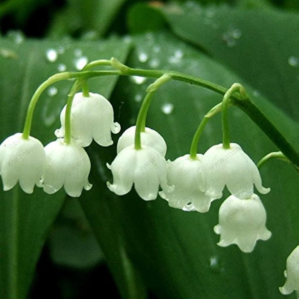 Lily Of flower seeds