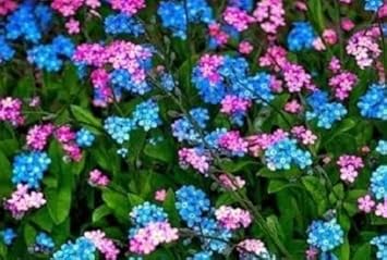 Nezabudka flower seeds