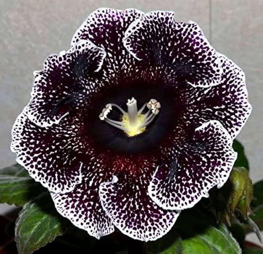 Gloxinia Sinningia flower seeds