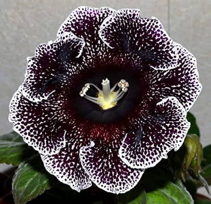 Gloxinia Sinningia flower seeds