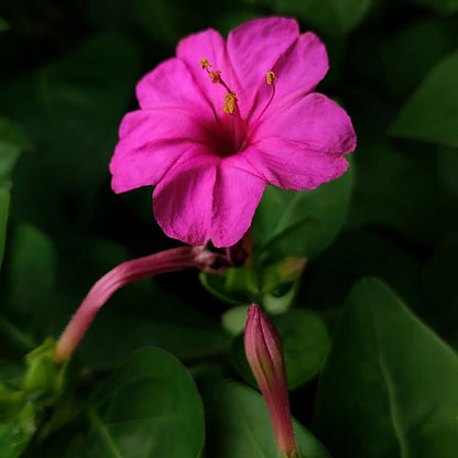 Pink Mirabilis Jalapa Flower Seeds for Planting – Heirloom Non-GMO Garden Seeds