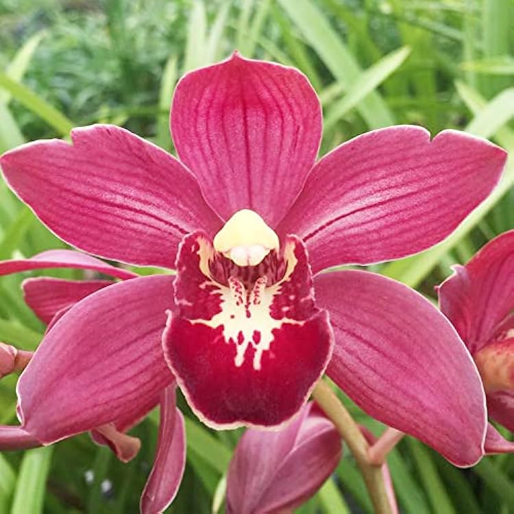 Burgundy Cymbidium flower seeds