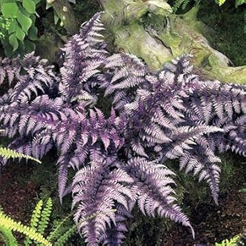 Light Violet flower seeds