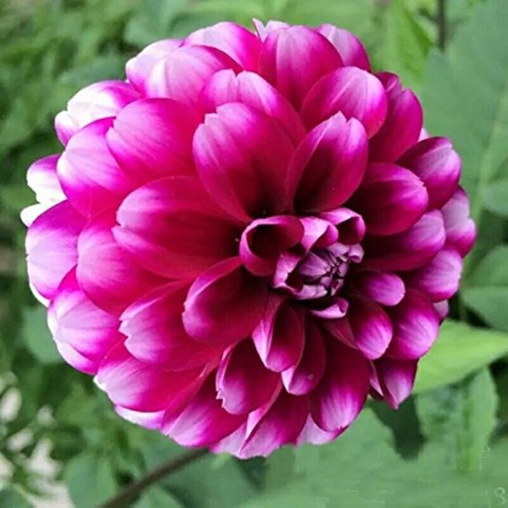 Pink Two flower seeds