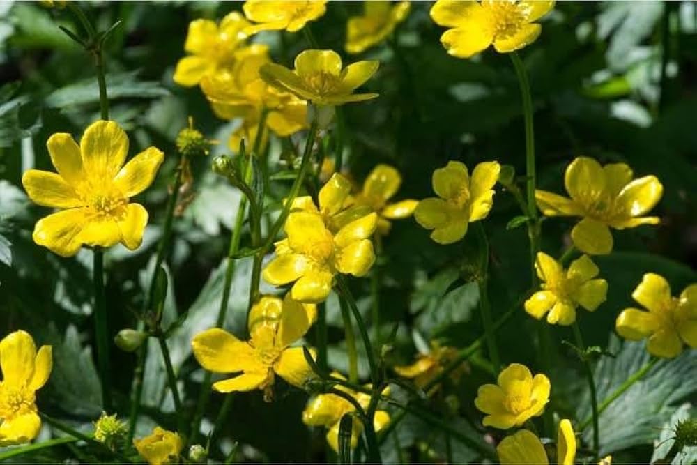 Early Buttercup flower seeds