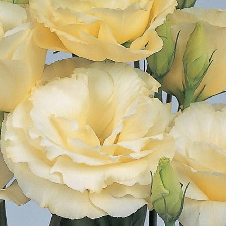 Yellow Lisianthus flower seeds
