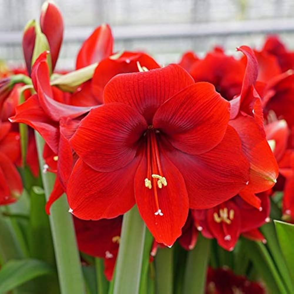 Amaryllis flower seeds