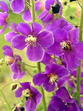 Purple Mullein flower seeds