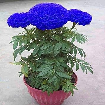 Blue Marigold flower seeds