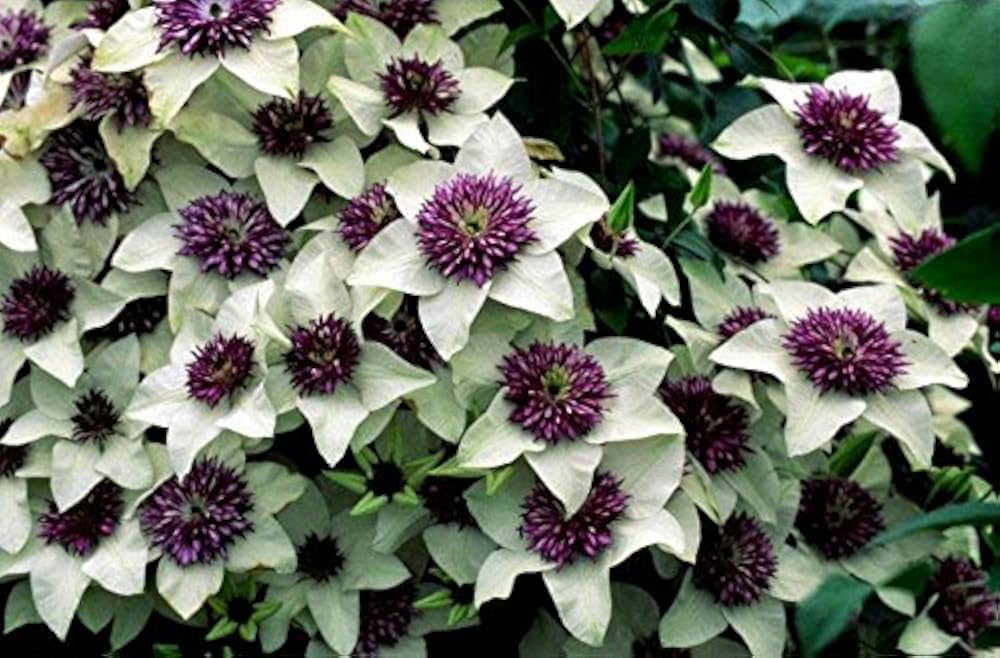 Clematis flower seeds