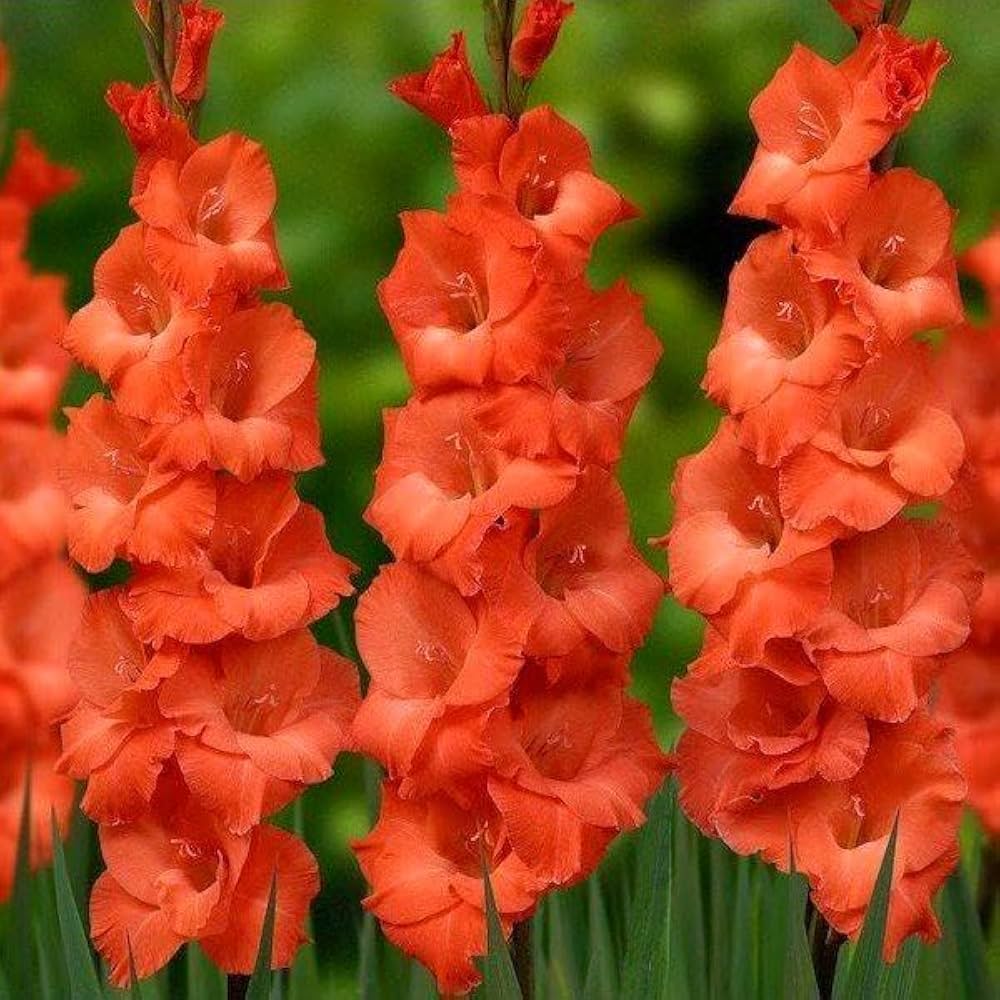 Dark Orange flower seeds