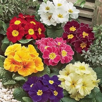 Primula Malacoides flower seeds