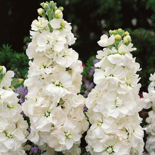 White Matthiola Flower - Heirloom, Non - Gmo Seeds