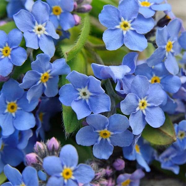 Blue Myosotis flower seeds