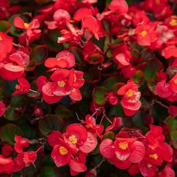 Red Wax flower seeds