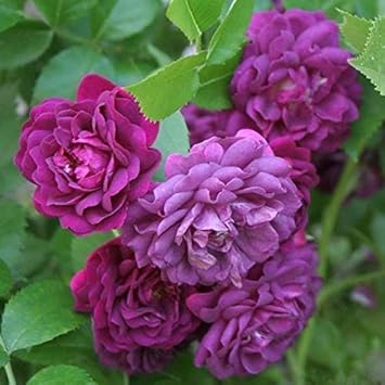 Light Purple flower seeds