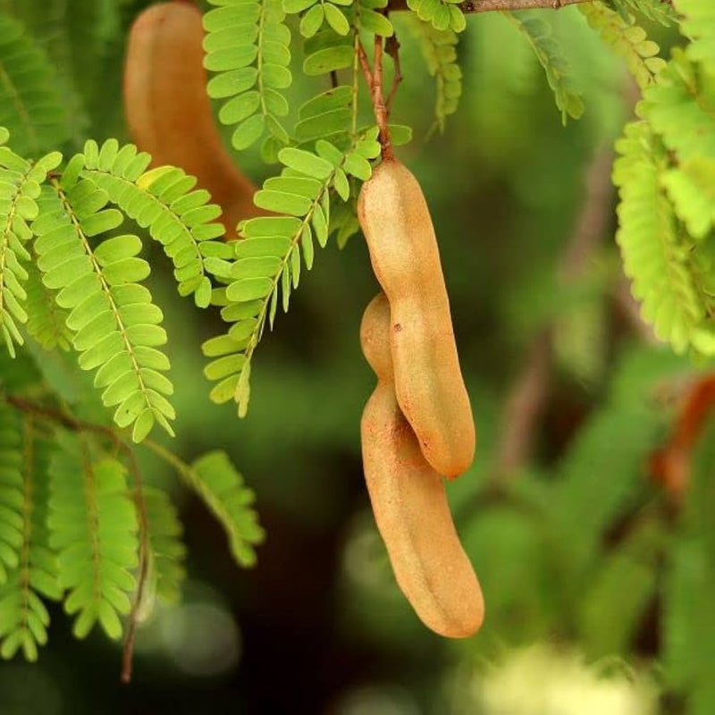 Tamarind Seeds for Planting – Tamarind Tree Garden Seeds