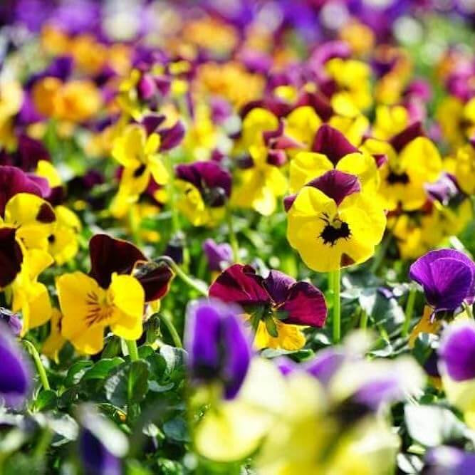 Giant Mix Pansy plant