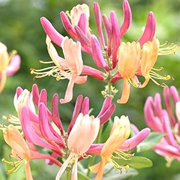 Honeysuckle flower seeds
