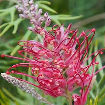 Thick Pink flower seeds