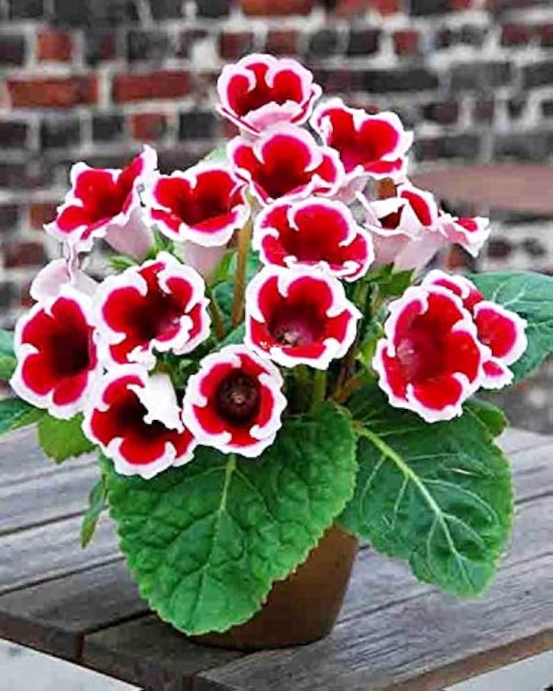 Orange Plena flower seeds