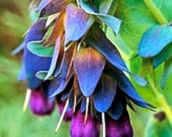 Blue Gibraltar flower seeds