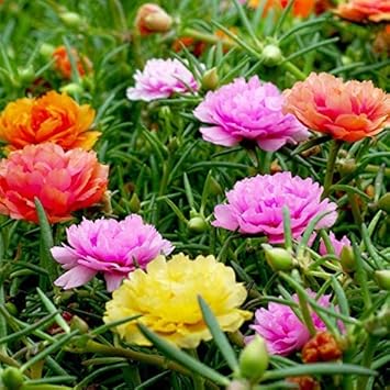 Color Moss flower seeds