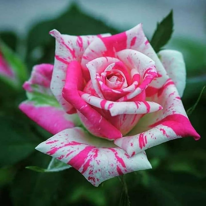 Rose Color flower seeds