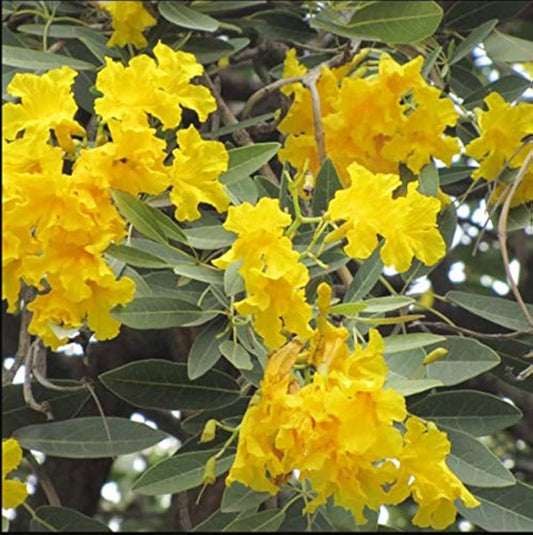 Tabebuia Chrysantha flower seeds