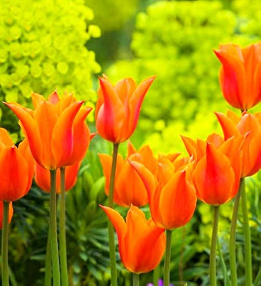 Orange Tulip flower seeds