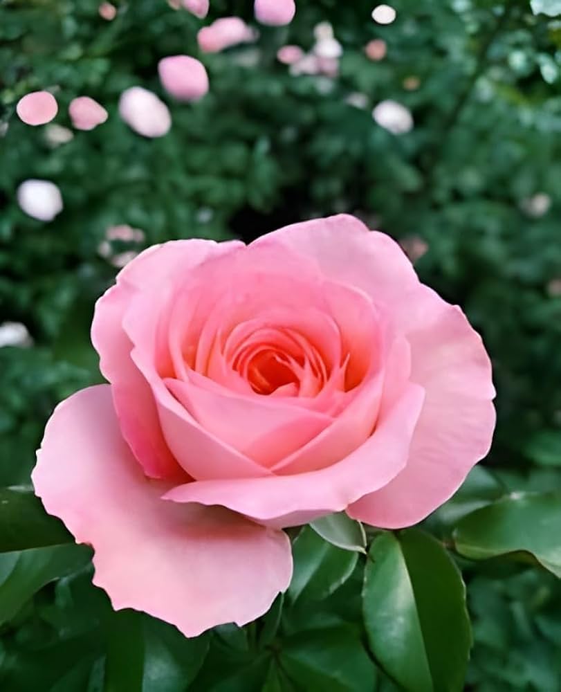 Baby Pink flower seeds
