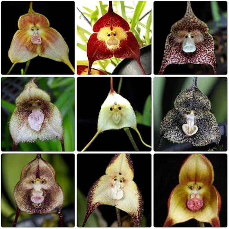 Monkey Orchid flower seeds