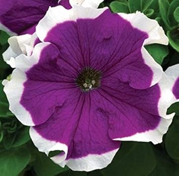 Blue White flower seeds
