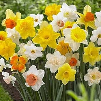Multicolor Narcissus flower seeds
